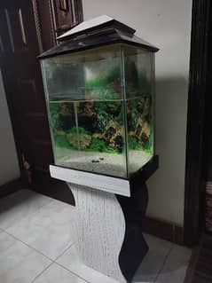 Fish Acquarium with Stones 0