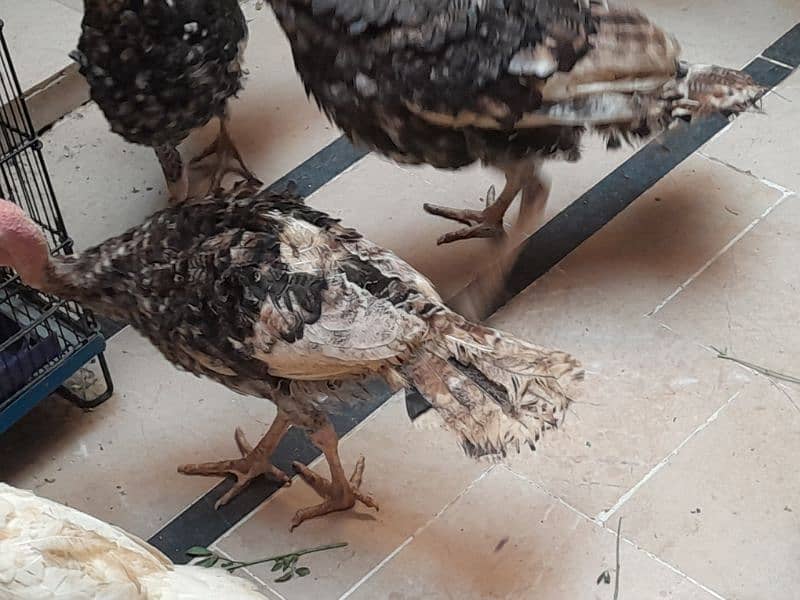 Turkey birds breeder pair egg laying . 9