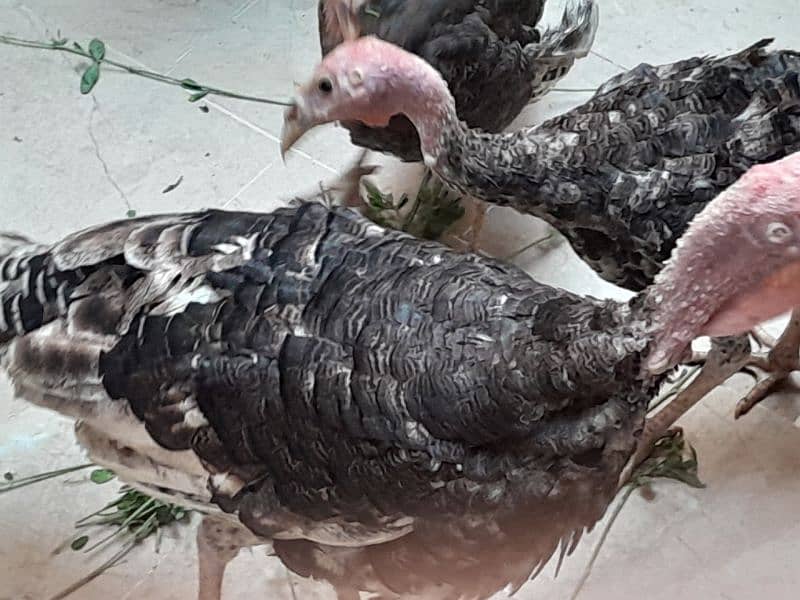 Turkey birds breeder pair egg laying . 14