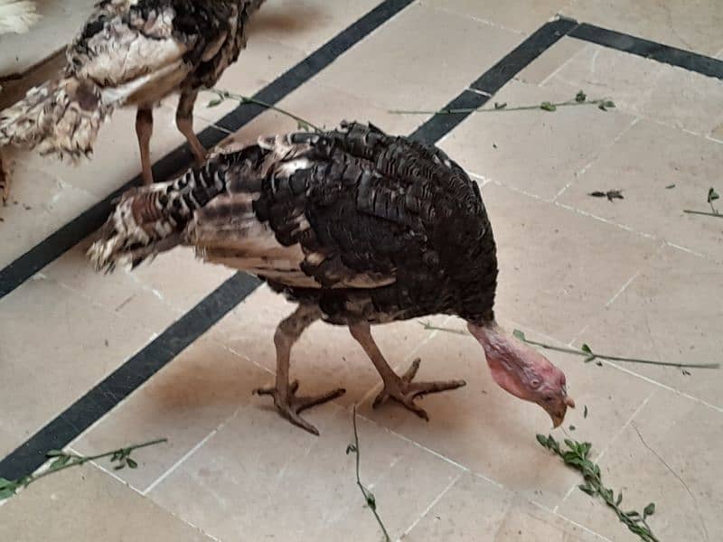 Turkey birds breeder pair egg laying . 16