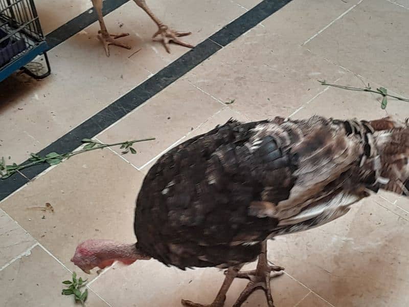 Turkey birds breeder pair egg laying . 17