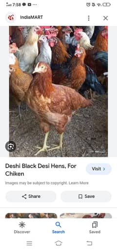 Desi hen fo sale