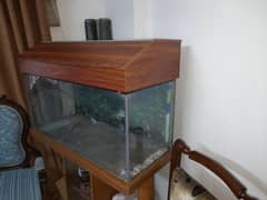 fish aquarium