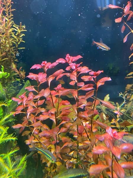 Live Aquarium Plants 1