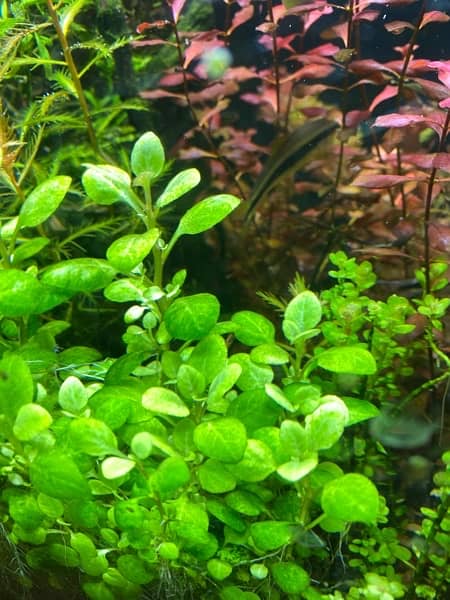 Live Aquarium Plants 3