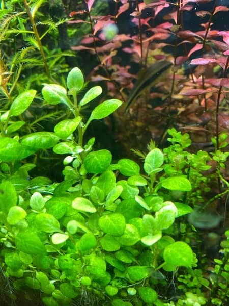 Live Aquarium Plants 6