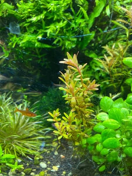 Live Aquarium Plants 4
