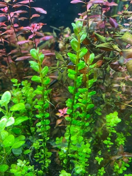 Live Aquarium Plants 2