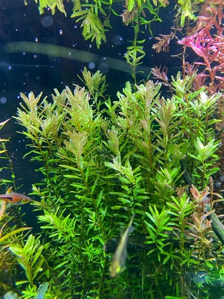 Live Aquarium Plants 6