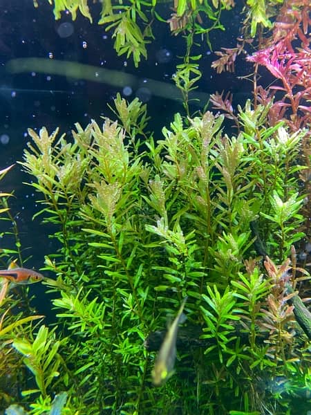 Live Aquarium Plants 8