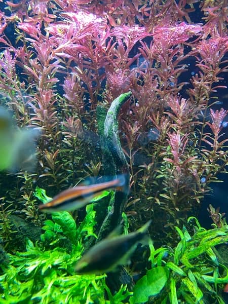 Live Aquarium Plants 7