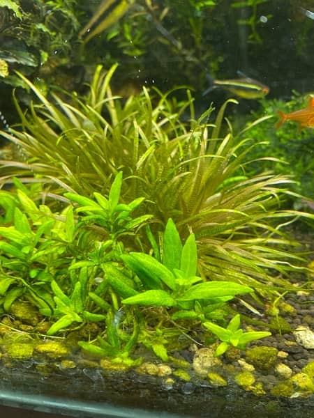 Live Aquarium Plants 10