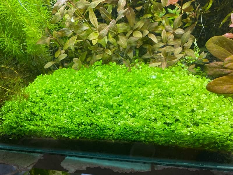 Live Aquarium Plants 9