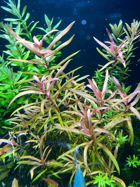 Live Aquarium Plants 10