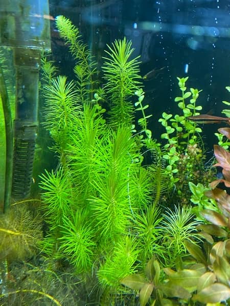 Live Aquarium Plants 11