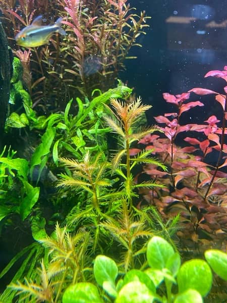 Live Aquarium Plants 13