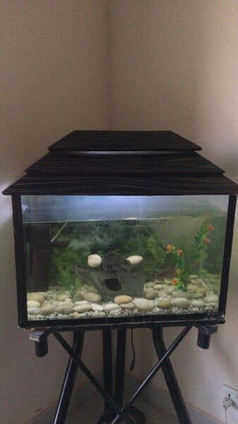 fish aquarium all setup 3