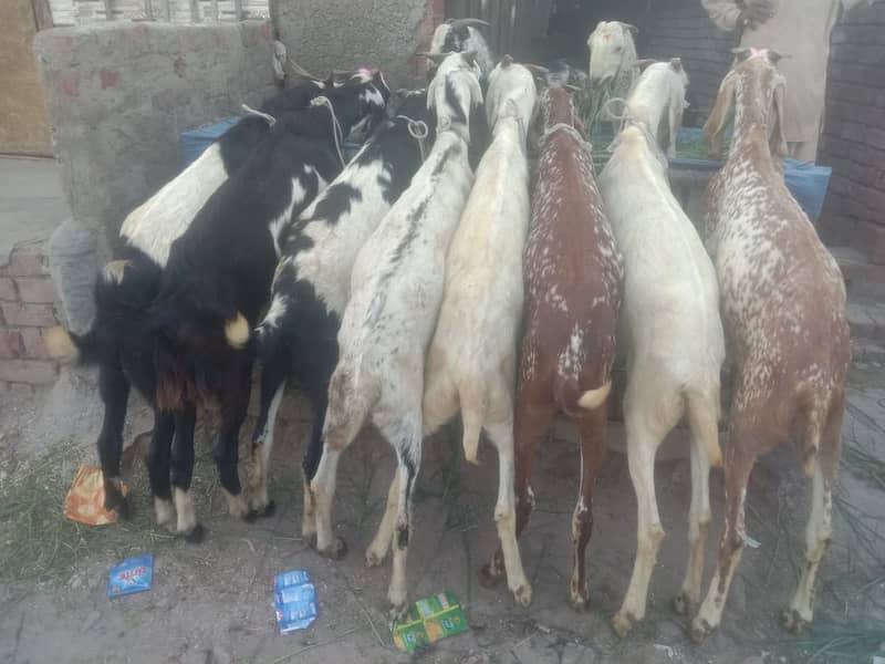 Goat For sale / Bakra / Sheep / 1000 per kg zinda / meat 13