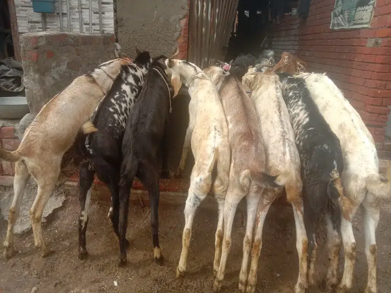 Goat For sale / Bakra / Sheep / 1400 per kg zinda / meat — photo 3