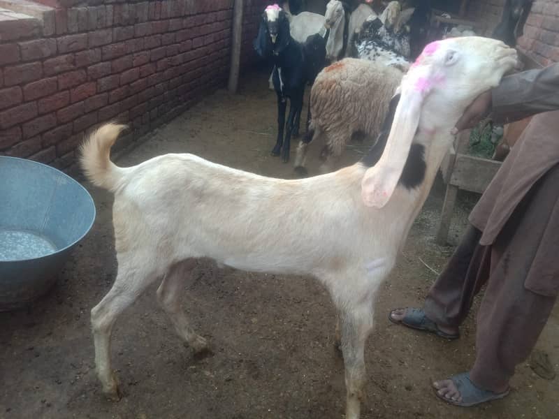 Goat For sale / Bakra / Sheep / 1000 per kg zinda / meat 14