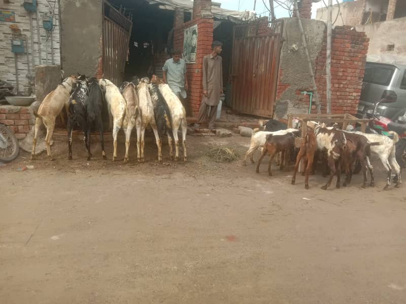 Goat For sale / Bakra / Sheep / 1000 per kg zinda / meat 4