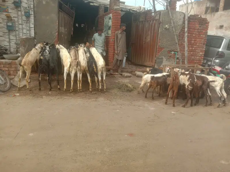 Goat For sale / Bakra / Sheep / 1400 per kg zinda / meat — photo 5