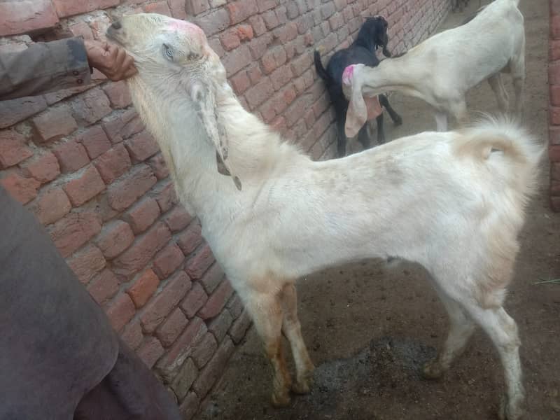 Goat For sale / Bakra / Sheep / 1000 per kg zinda / meat 15
