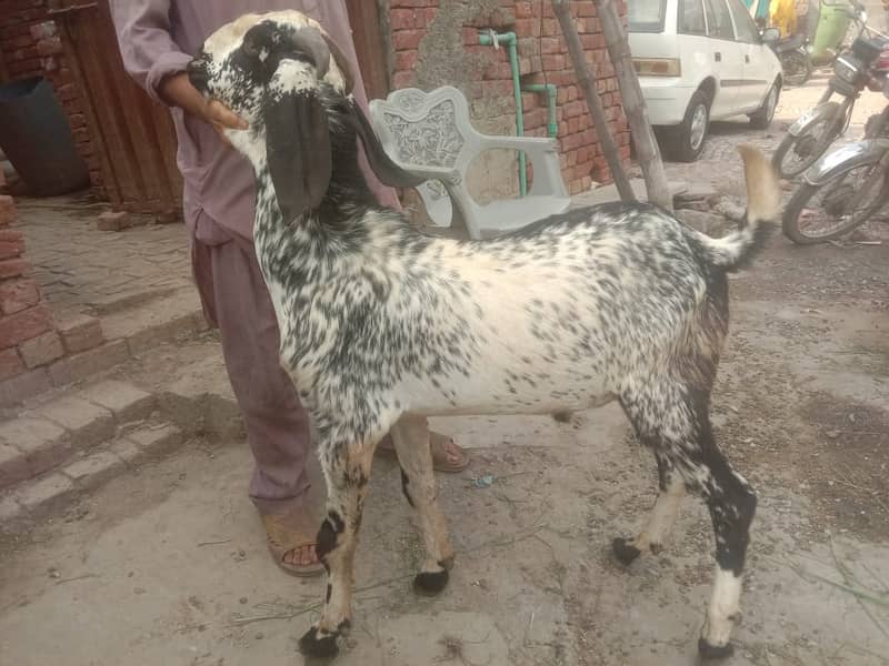 Goat For sale / Bakra / Sheep / 1000 per kg zinda / meat 16