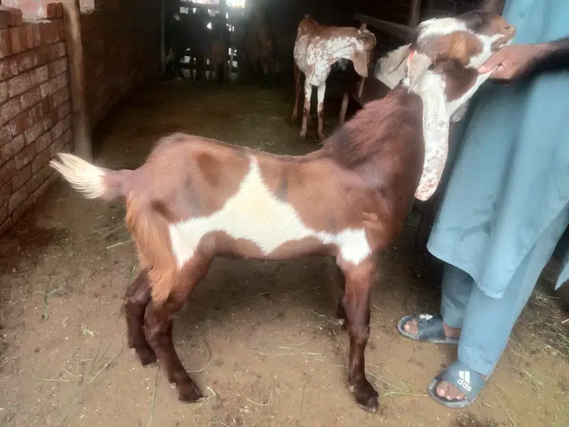 Goat For sale / Bakra / Sheep / 1400 per kg zinda / meat — photo 9