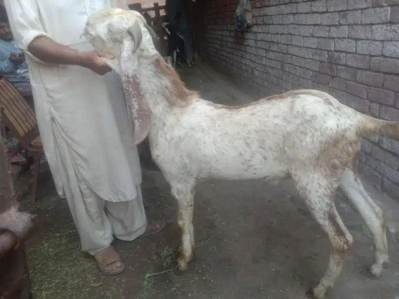 Goat For sale / Bakra / Sheep / 1400 per kg zinda / meat — photo 10