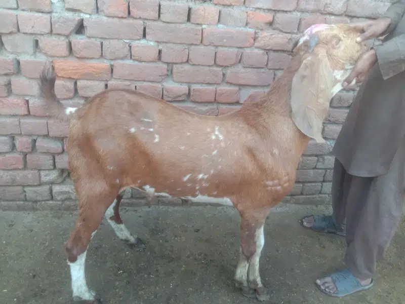 Goat For sale / Bakra / Sheep / 1400 per kg zinda / meat — photo 11