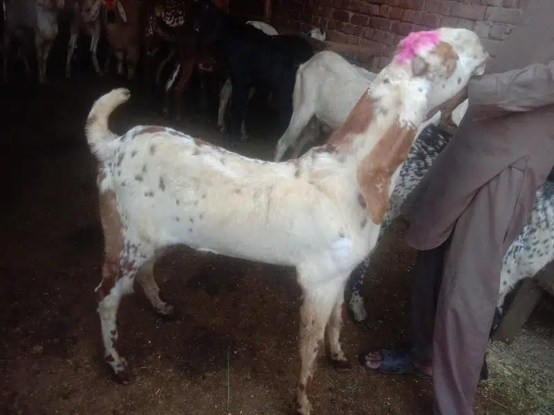 Goat For sale / Bakra / Sheep / 1400 per kg zinda / meat — photo 12