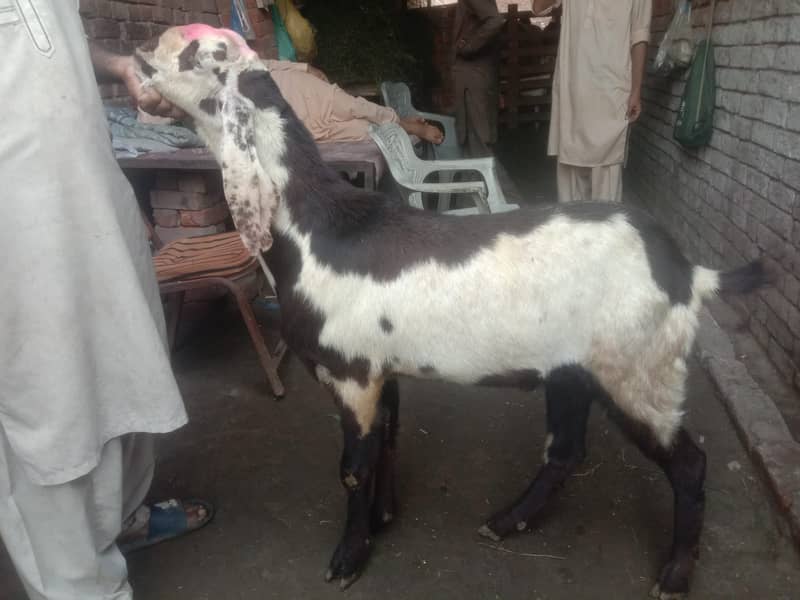 Goat For sale / Bakra / Sheep / 1000 per kg zinda / meat 12