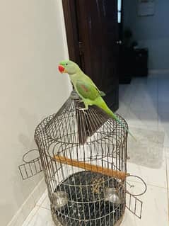 kashmiri pahari talking parrot
