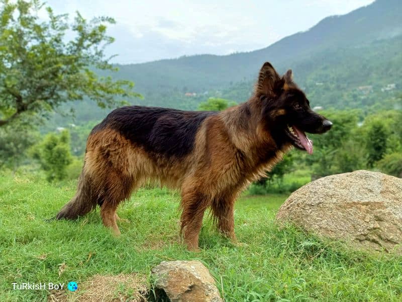 German Shepherd female dog 1