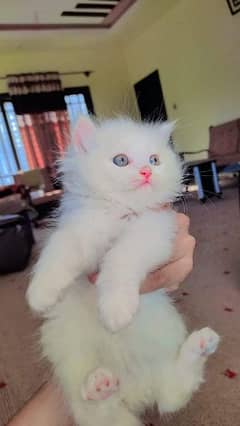 Persian triple coated kittens up for sale cash on delivery available 0