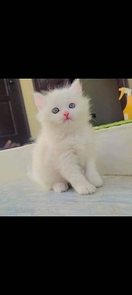 Persian triple coated kittens up for sale cash on delivery available 1