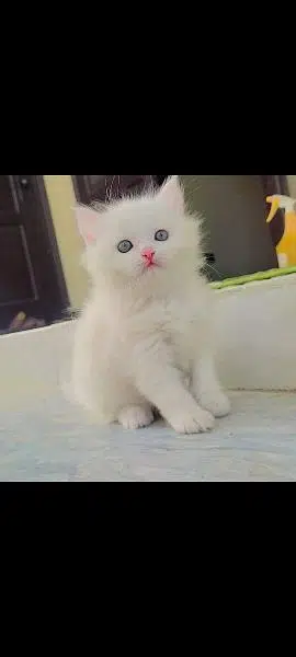 Persian triple coated kittens up for sale cash on delivery available — photo 2