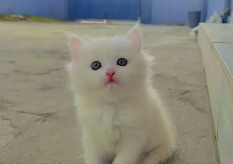 Persian triple coated kittens up for sale cash on delivery available — photo 4