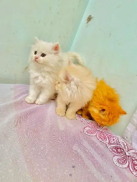 Persian triple coated kittens up for sale cash on delivery available — photo 5