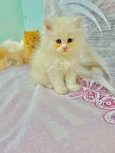 Persian triple coated kittens up for sale cash on delivery available — photo 6