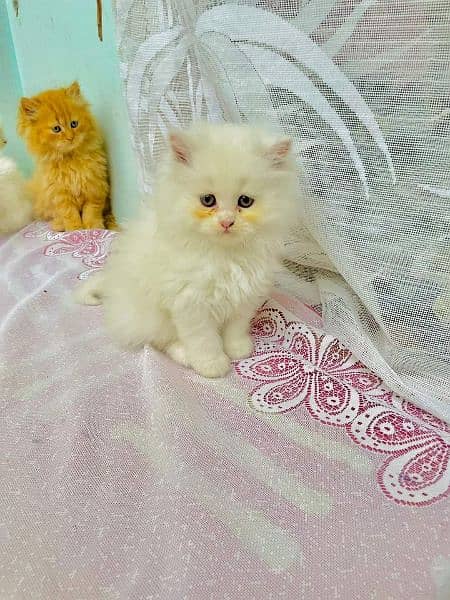 Persian triple coated kittens up for sale cash on delivery available 6