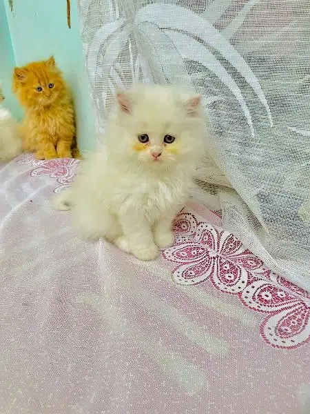 Persian triple coated kittens up for sale cash on delivery available — photo 7