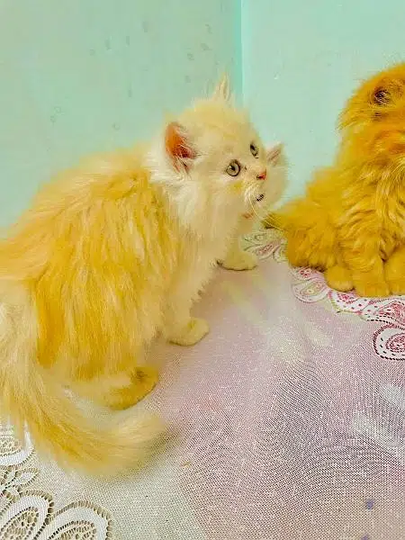 Persian triple coated kittens up for sale cash on delivery available — photo 8