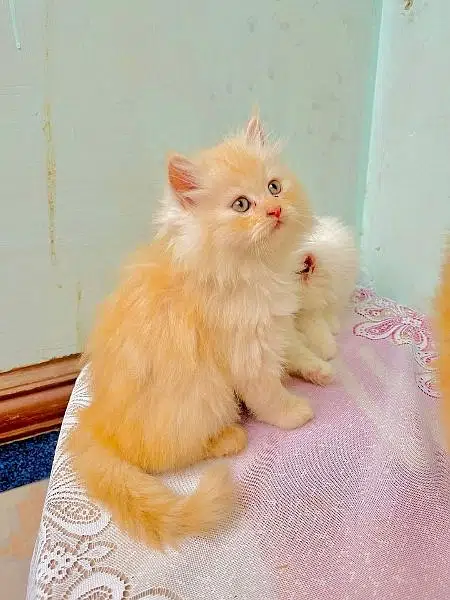 Persian triple coated kittens up for sale cash on delivery available — photo 9