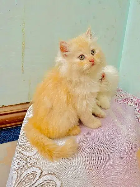 Persian triple coated kittens up for sale cash on delivery available — photo 10