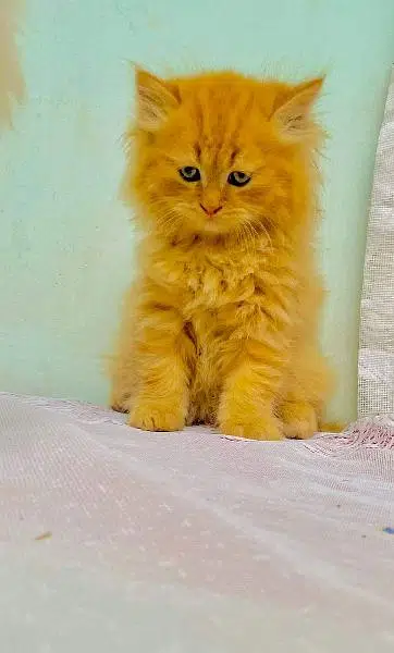 Persian triple coated kittens up for sale cash on delivery available — photo 11