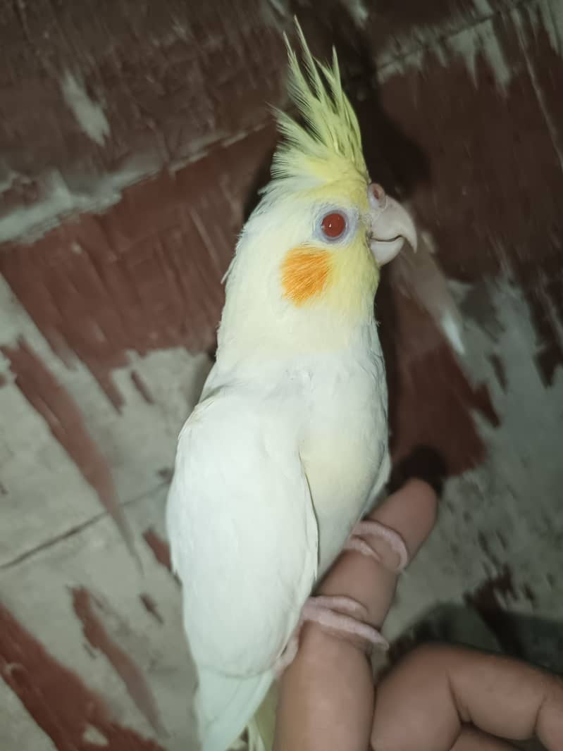 Hand tamed purpose chick . cocktail parrots chicks piece pair available 6