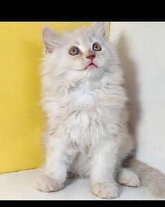 Persian triple coated extrem quality kitten cash on delivery available