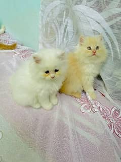Persian triple coated extrem quality kitten cash on delivery available 0